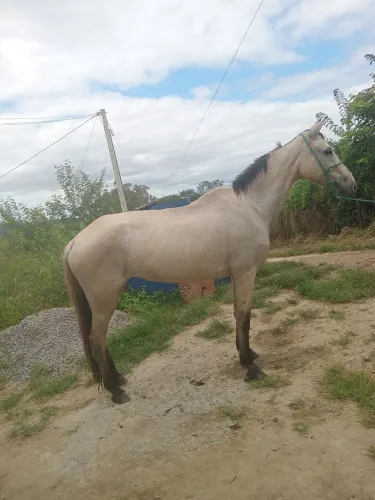 Vende-se e troca-se egua de marcha picada andando muito