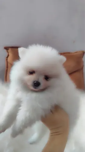 spitz alemão anao