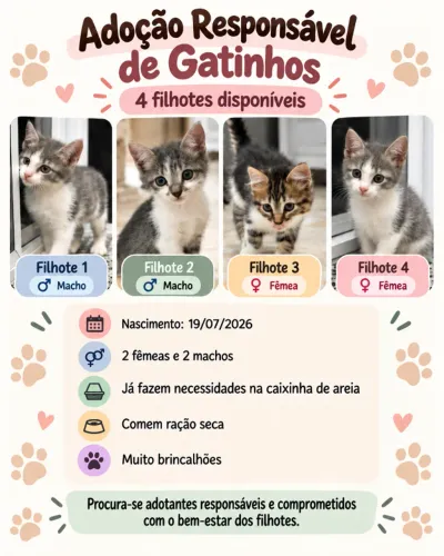 Gatinhos para adoção