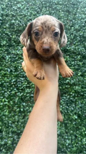 Filhotes de Dachshund