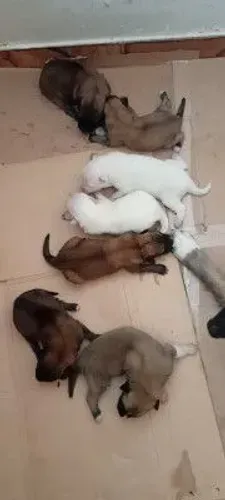 Filhote pastor malinois com capa preta