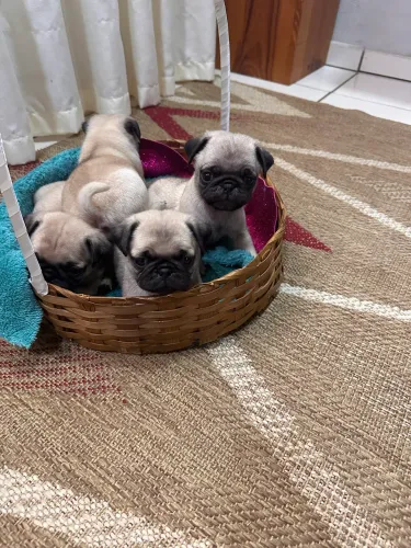 Vendas Pug