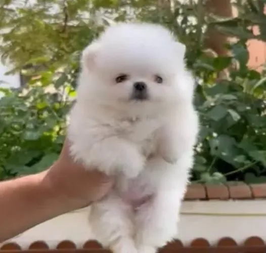 Lulu da Pomerânea Filhotes Anões Super Dóceis.