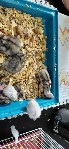 Doações de hamster 