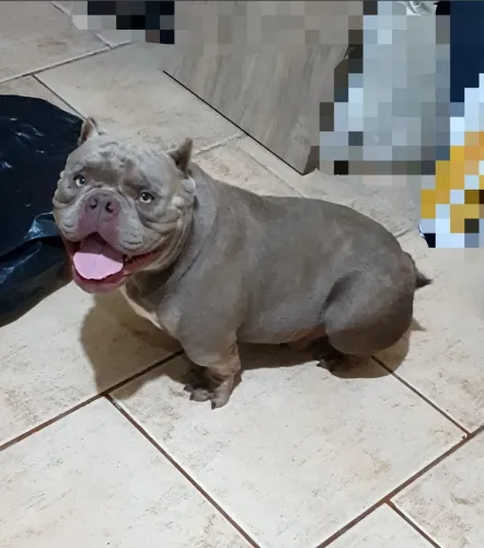 American bully micro