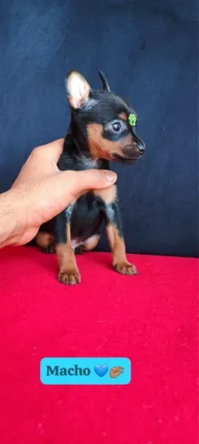 Pinscher com 68 dias vacinados