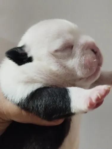 American bully micro machinho
