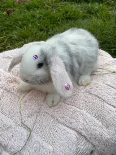 Coelho Mini Lop filhotes fofinhos 