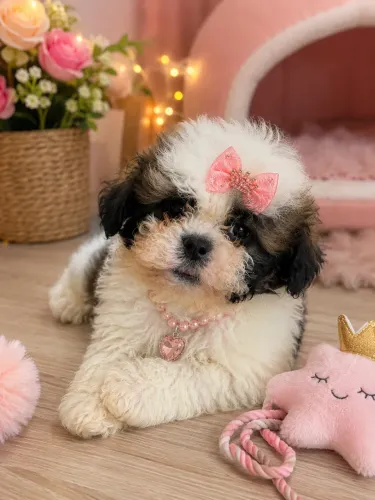 Amigável filhote de Lhasa apso fêmea 