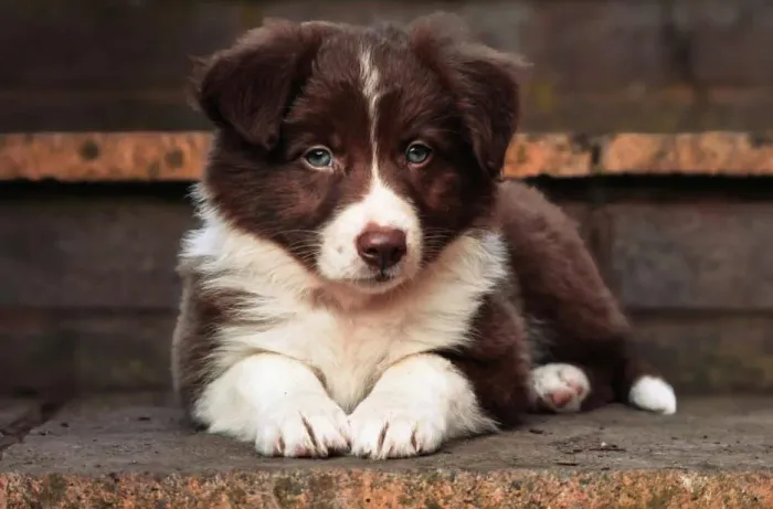 Filhote de Border Collie macho de alto padrão.