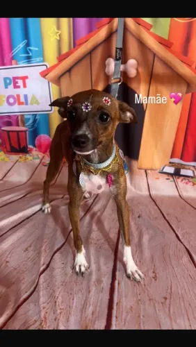 Vendo Pinschers Fêmeas