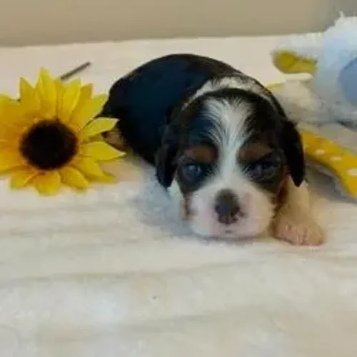 Cavalier King Charles Spaniel,Cavalier King Charles Spaniel Filhote Selecionado Alta Proce