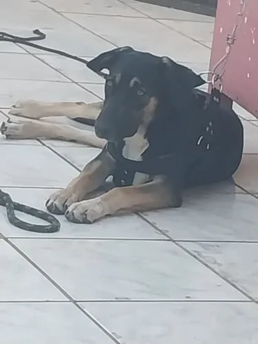 Adoção responsável 