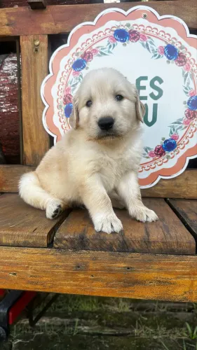 Filhote de Golden Retriever 