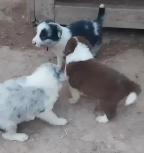 Border collie excelente para familia