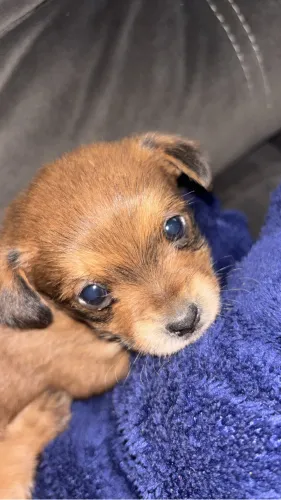 1 FILHOTE DE SHIH TZU COM PINSCHER