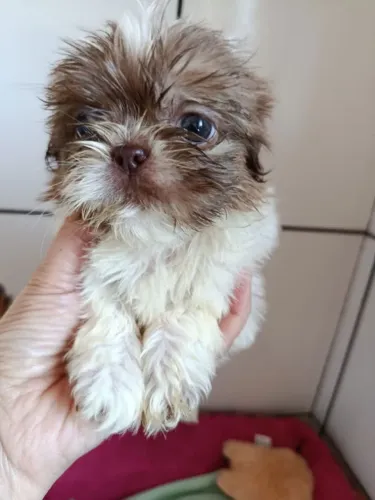Filhote shih tzu, Seus dias nunca mais serão os mesmos com um filhotinho ao seu lado!