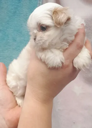 Shihtzu
