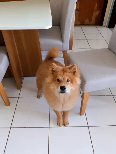 Cachorro Chow Chow