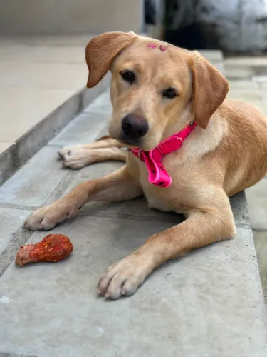 Labrador fêmea 
