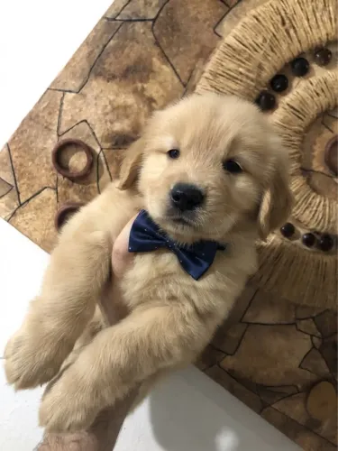 golden retriever