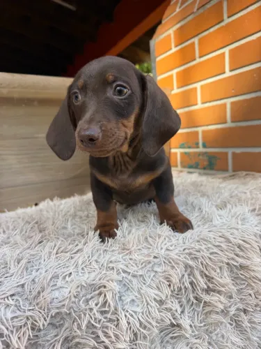 Dachshund macho chocolate