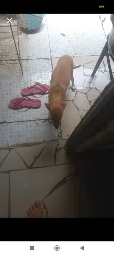 Cachorro filhote para doação