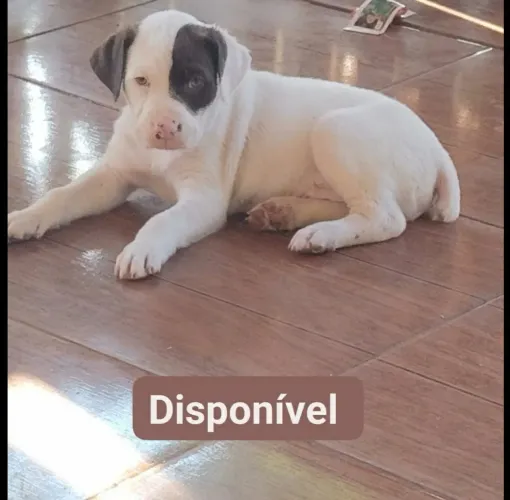 Macho de boxer legítimo