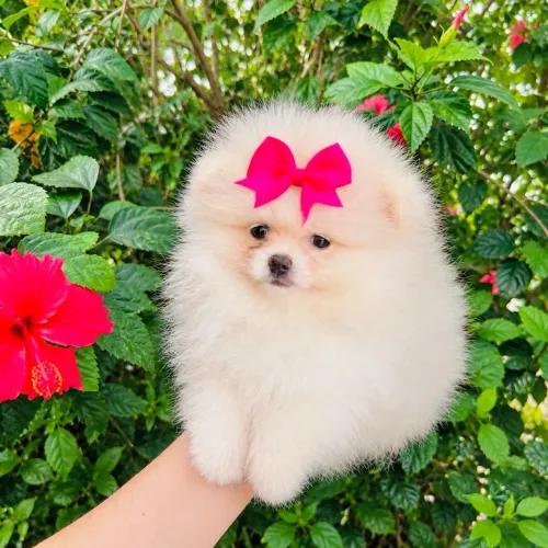 Lulu da pomerania Fêmeas anãzinhas