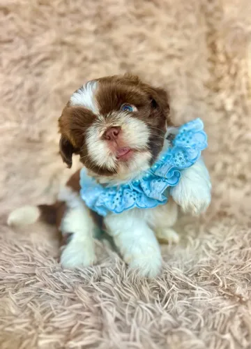 Filhote de Shih Tzu macho
