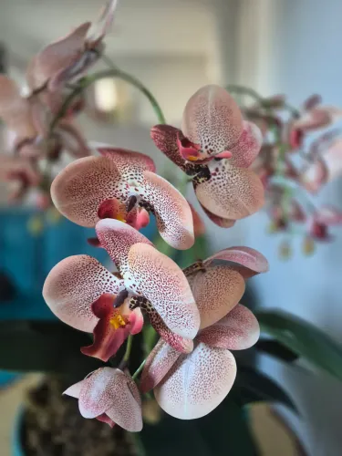 Arranjo artificial de orquídeas 
