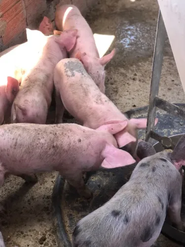 ? OPORTUNIDADE: Leitões de Alta Qualidade à Venda! Porco ?