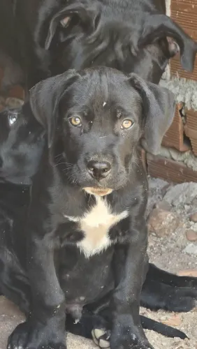 Filhotes de canecorso italiano