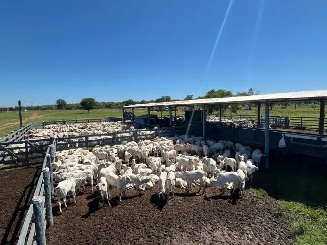 Fazenda no Paraguai: Fuja dos impostos abusivos do Brasil