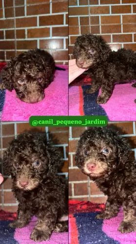 Poodle chocolate sólido.