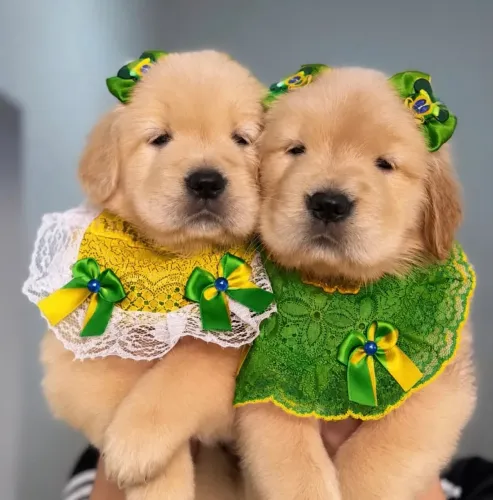 Golden retriever ninhada 