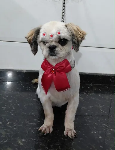 Shih-Tzu fêmea [doação]