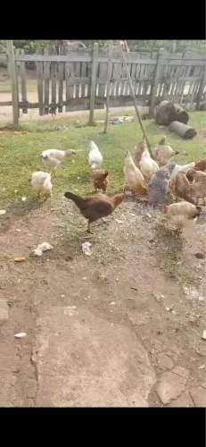 Vendo galinhas