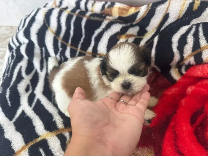 Doação filhote de ShihTzu