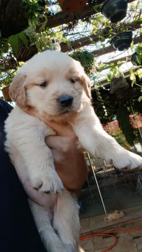 Filhotes Golden Retriever 