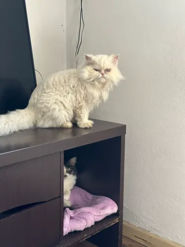 Gata Persa Fêmea 