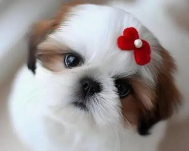 Shihtzu Mini Filhotes Elegantes.
