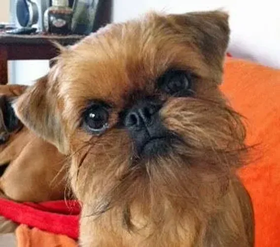 grifon de bruxelas x grifgon belga bebes disponiveis garanta hoje seu !