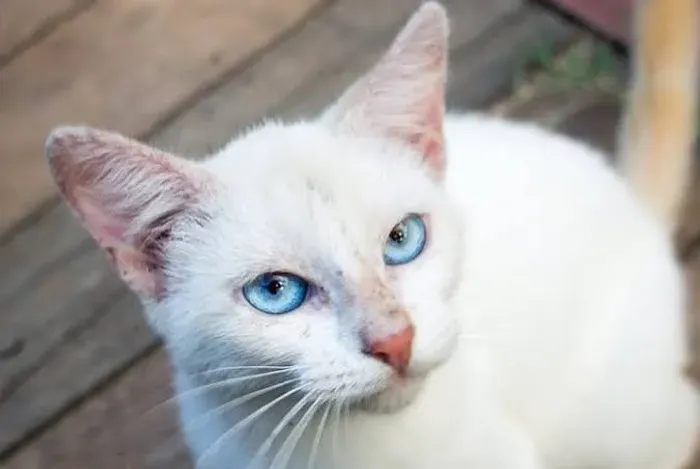 Doa-se gato branco adulto jovem e dócil