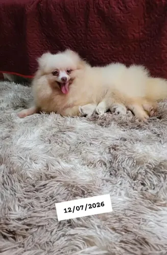Filhotinhos de Spitz  -  Será entregue a partir de 50 dias.