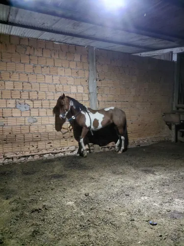 Égua pronta pro laço 