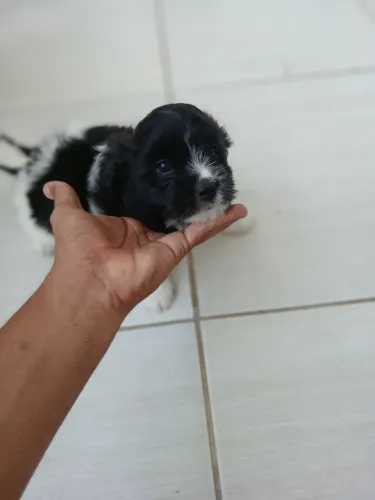 Lhasa apso + shitzu