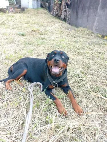 Lindos Cães Filhotes Rottweiler 