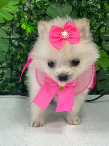 Lulu Linda
