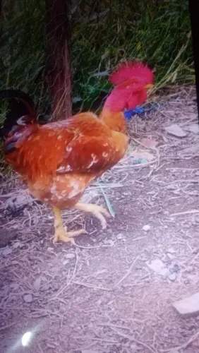 Animais de estimação 